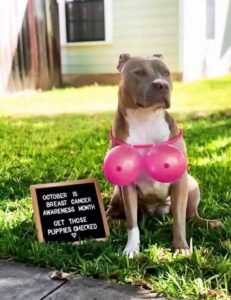 Passions Pet Sitters and Dog Walkers 005