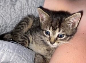 Passions Pet Sitters and Dog Walkers 009