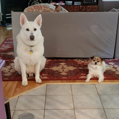 Passions Pet Sitters and Dog Walkers 069